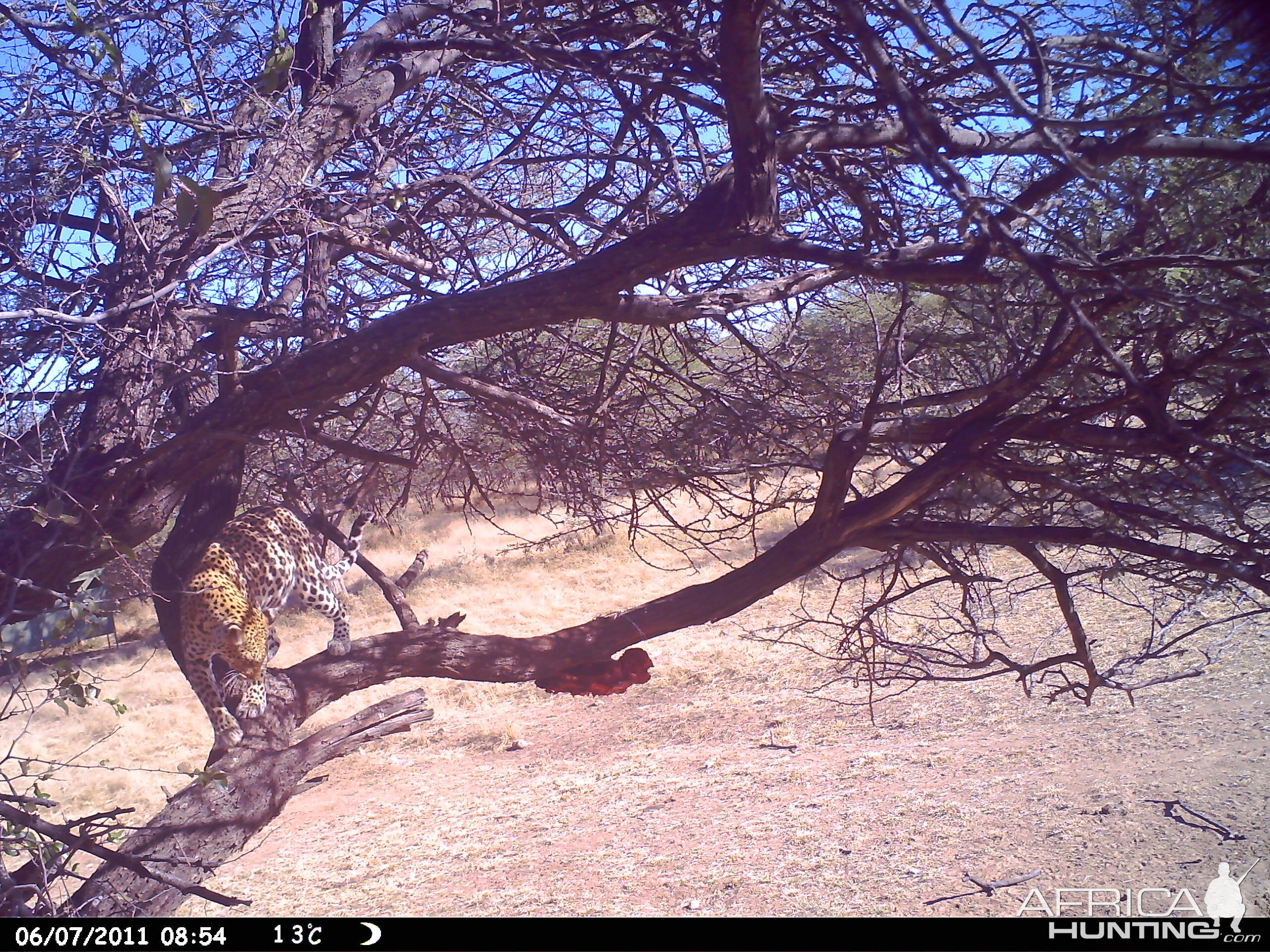 Leopard Namibia