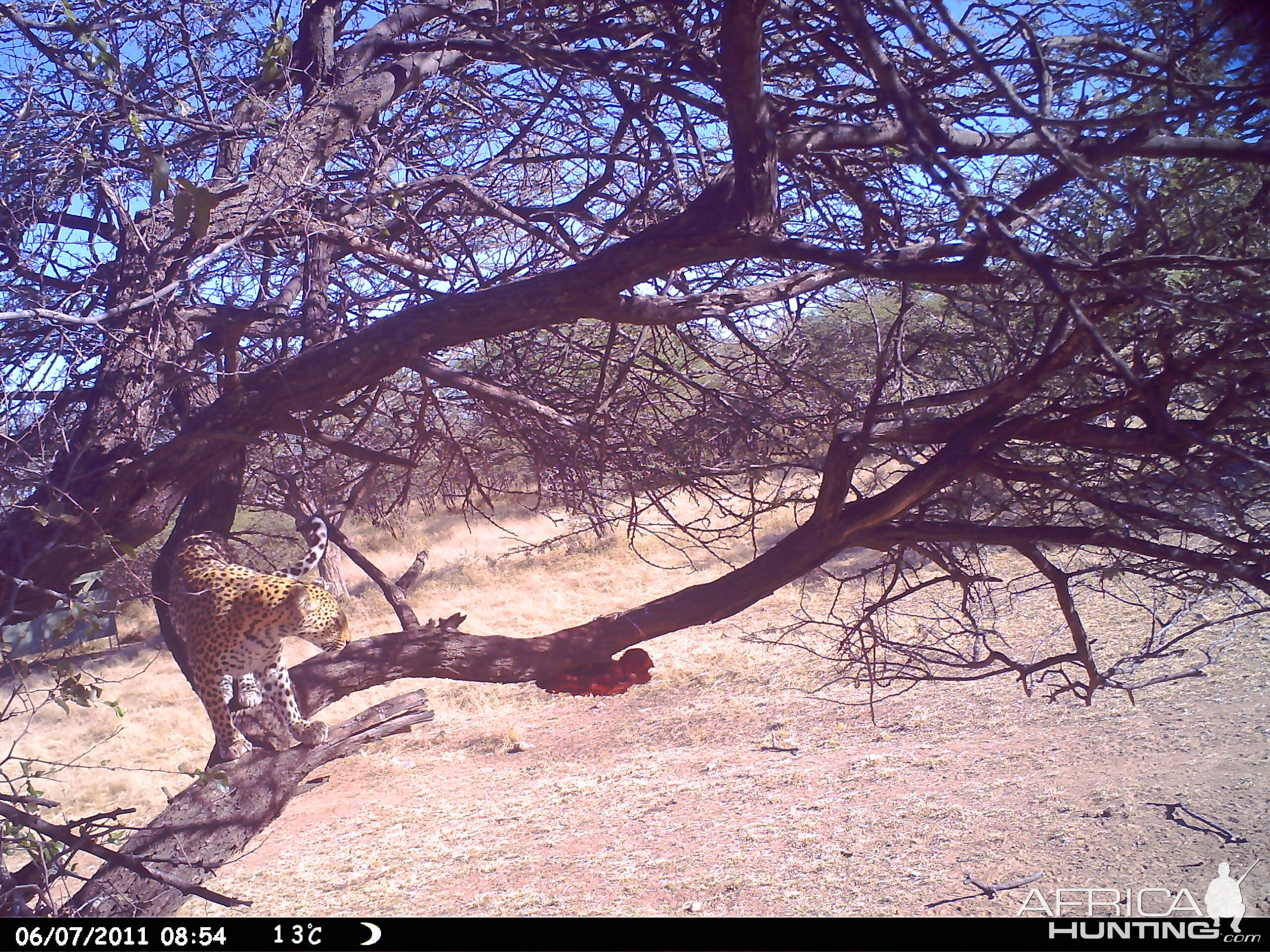 Leopard Namibia