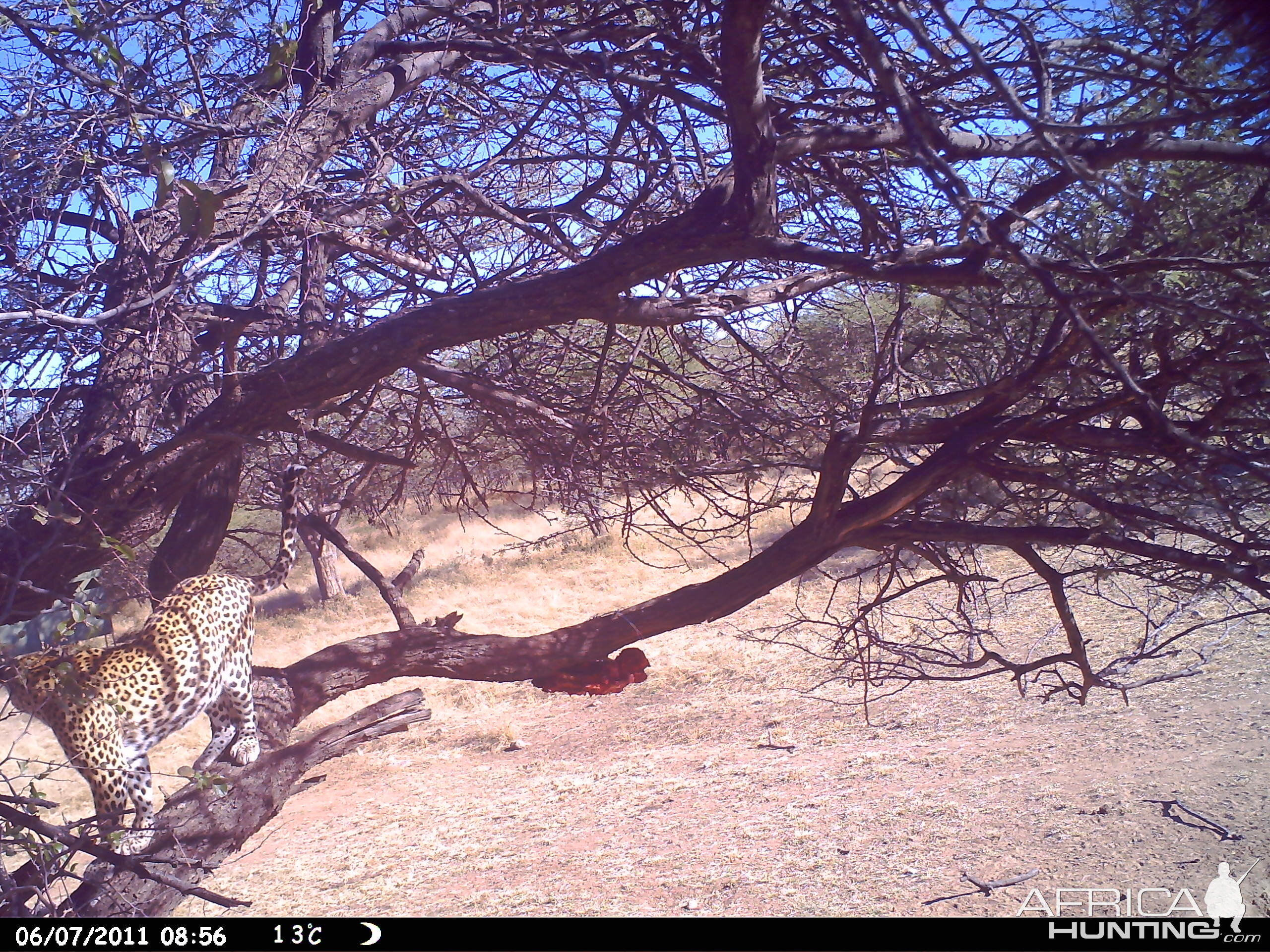 Leopard Namibia