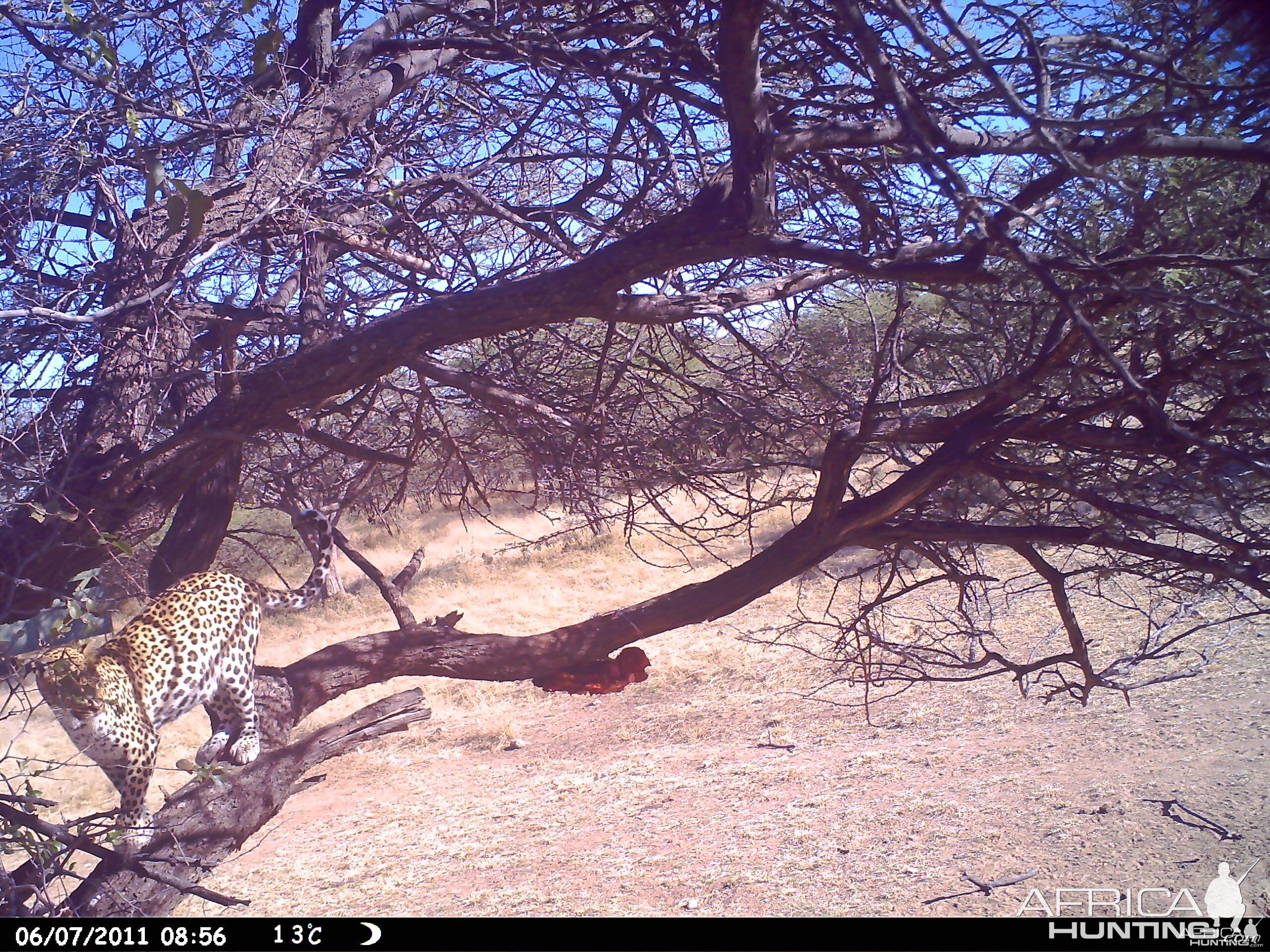 Leopard Namibia