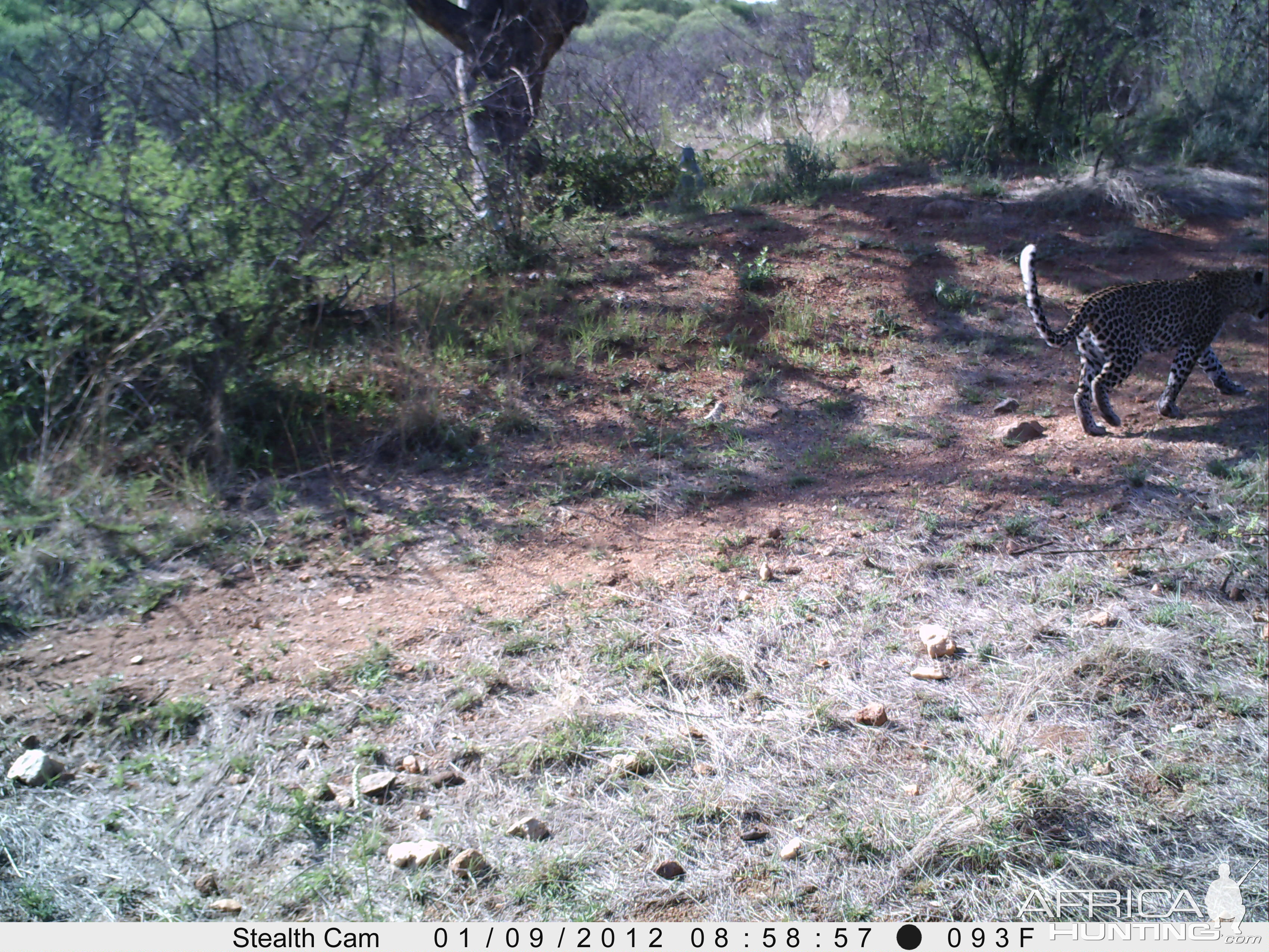 Leopard Namibia