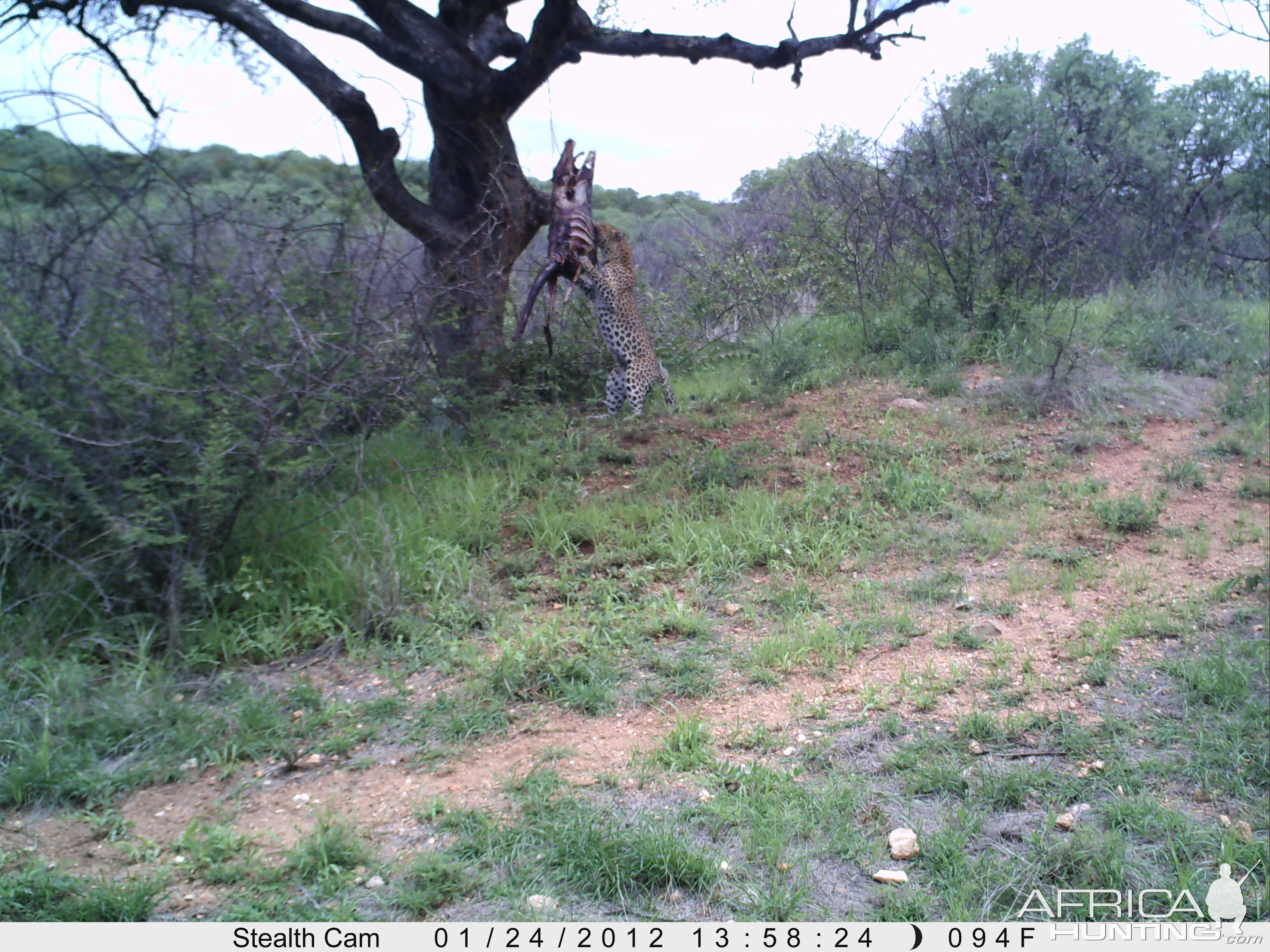 Leopard Namibia