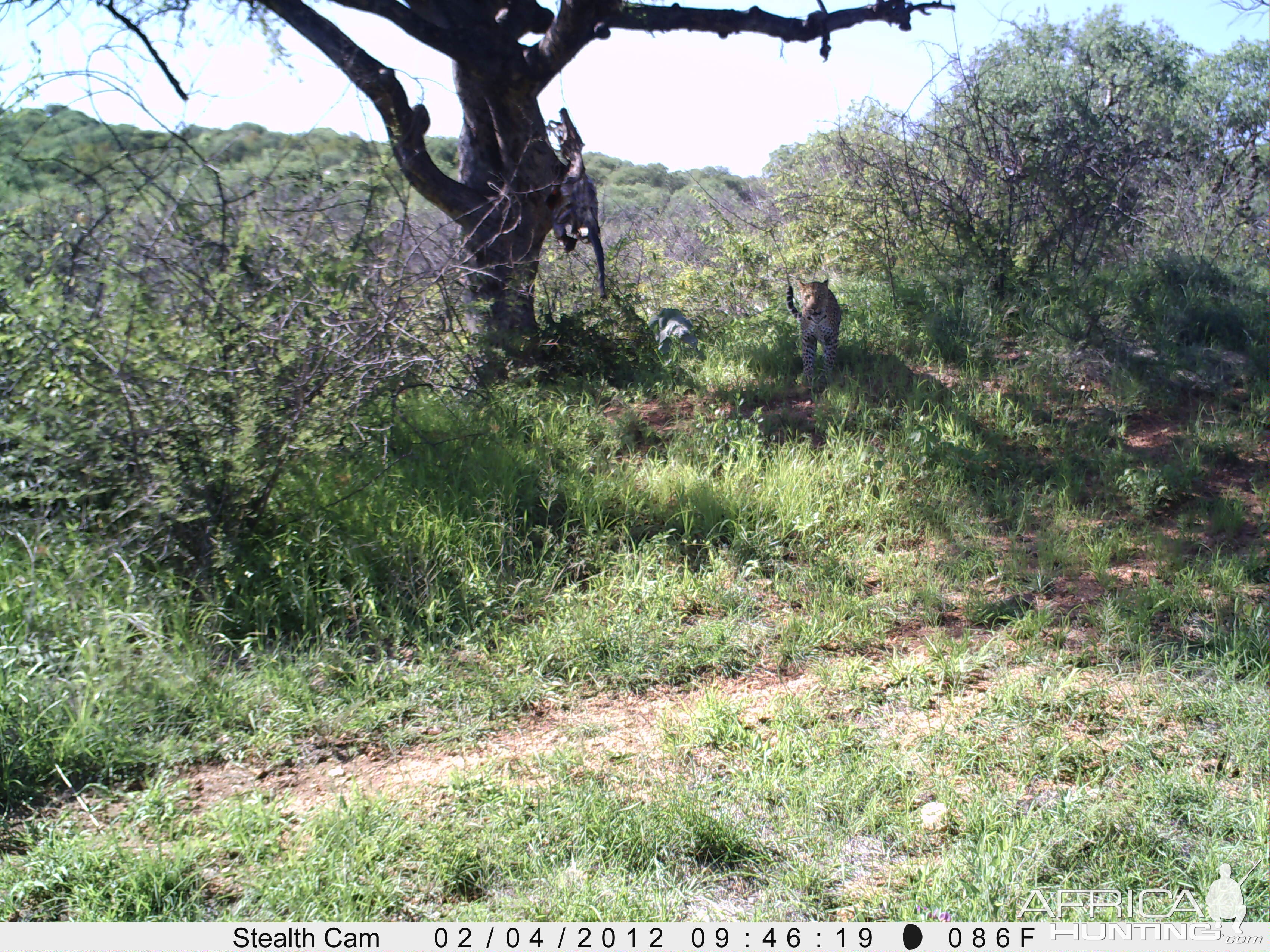 Leopard Namibia