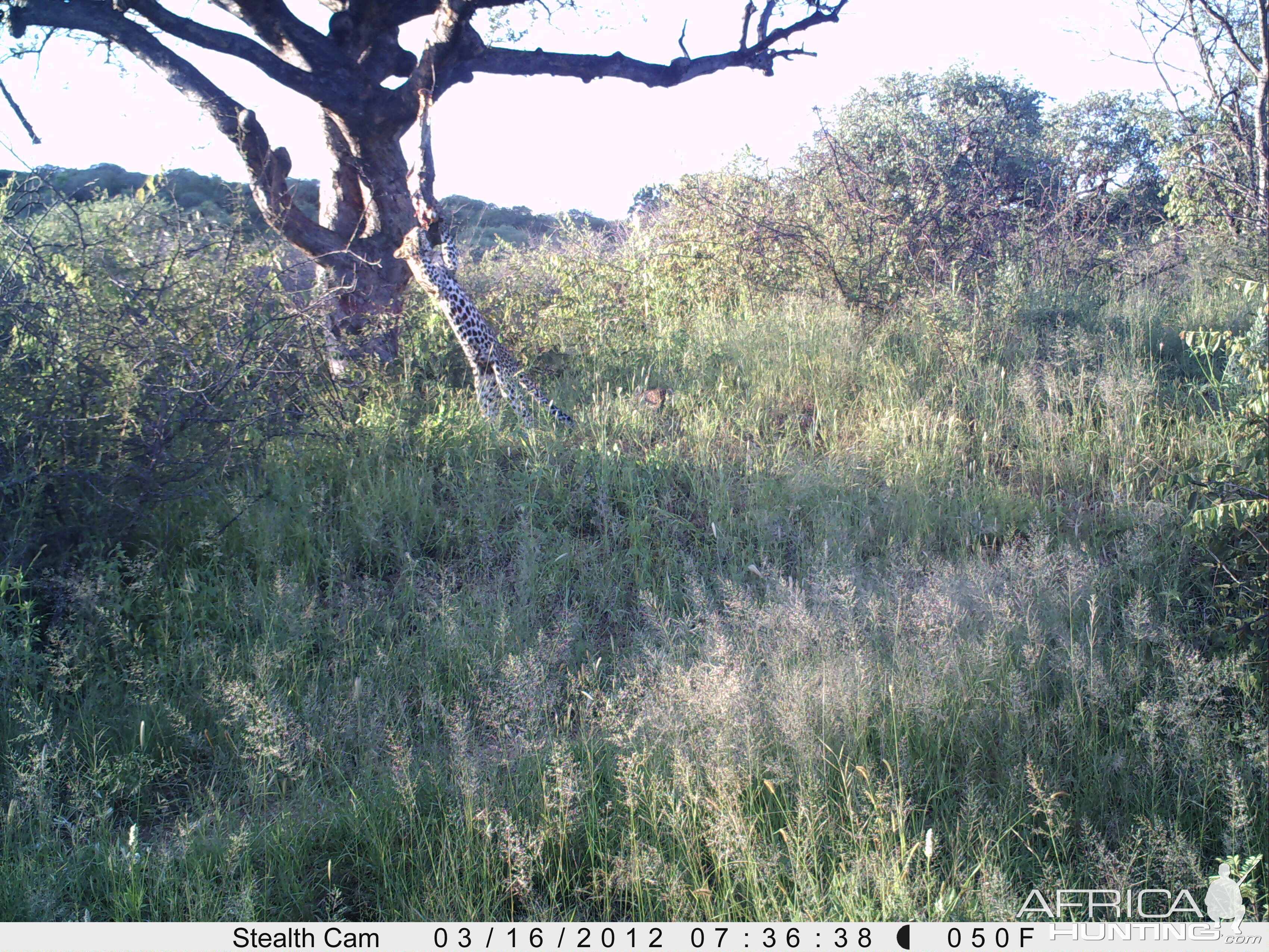 Leopard Namibia