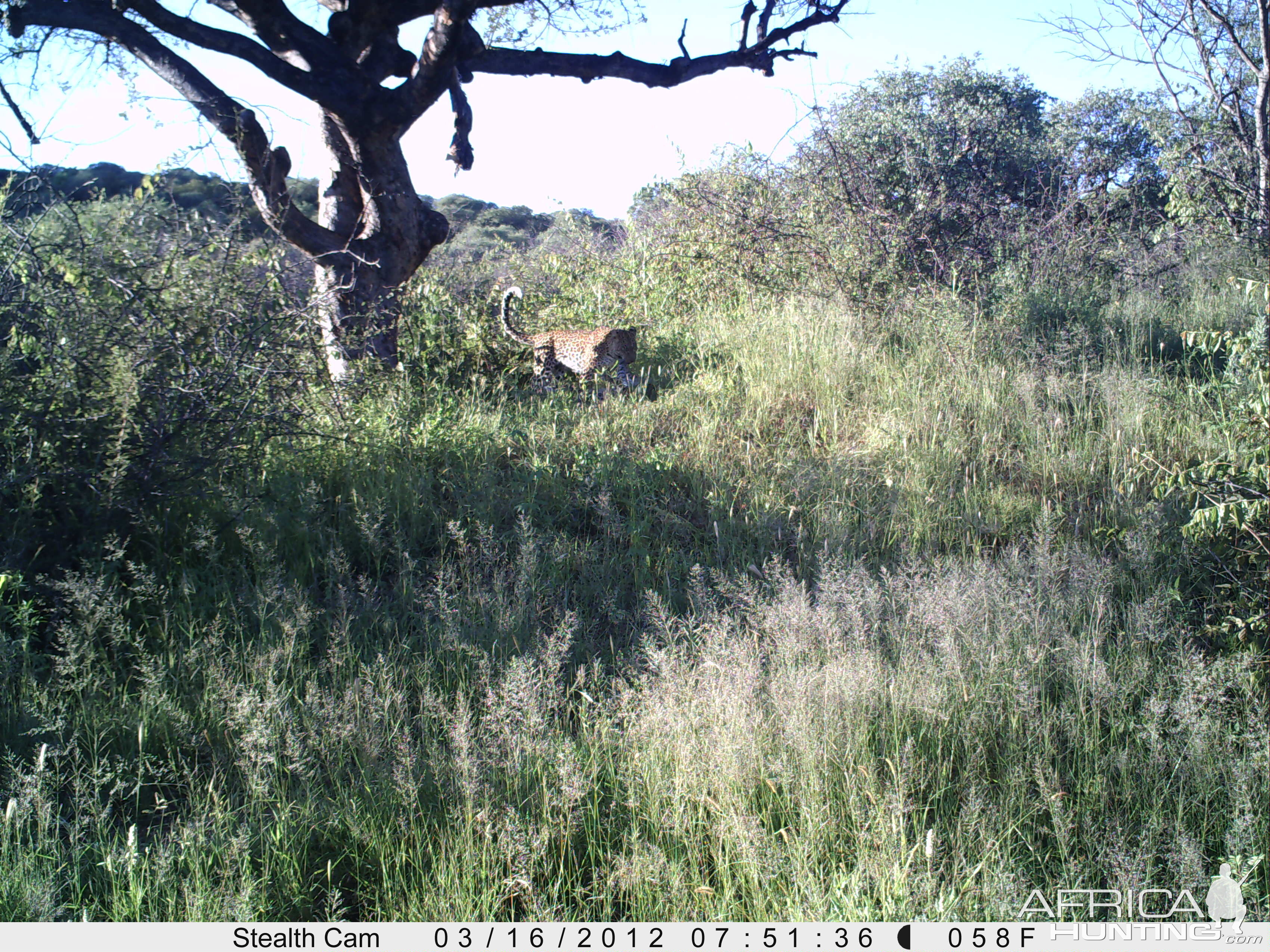 Leopard Namibia