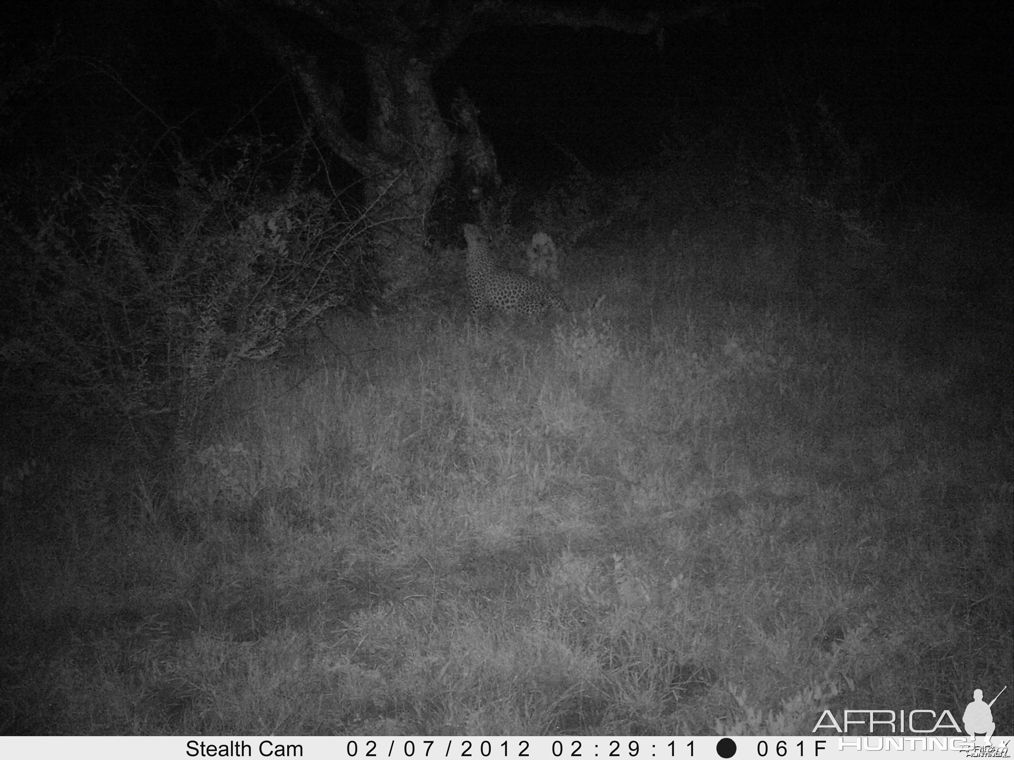 Leopard Namibia