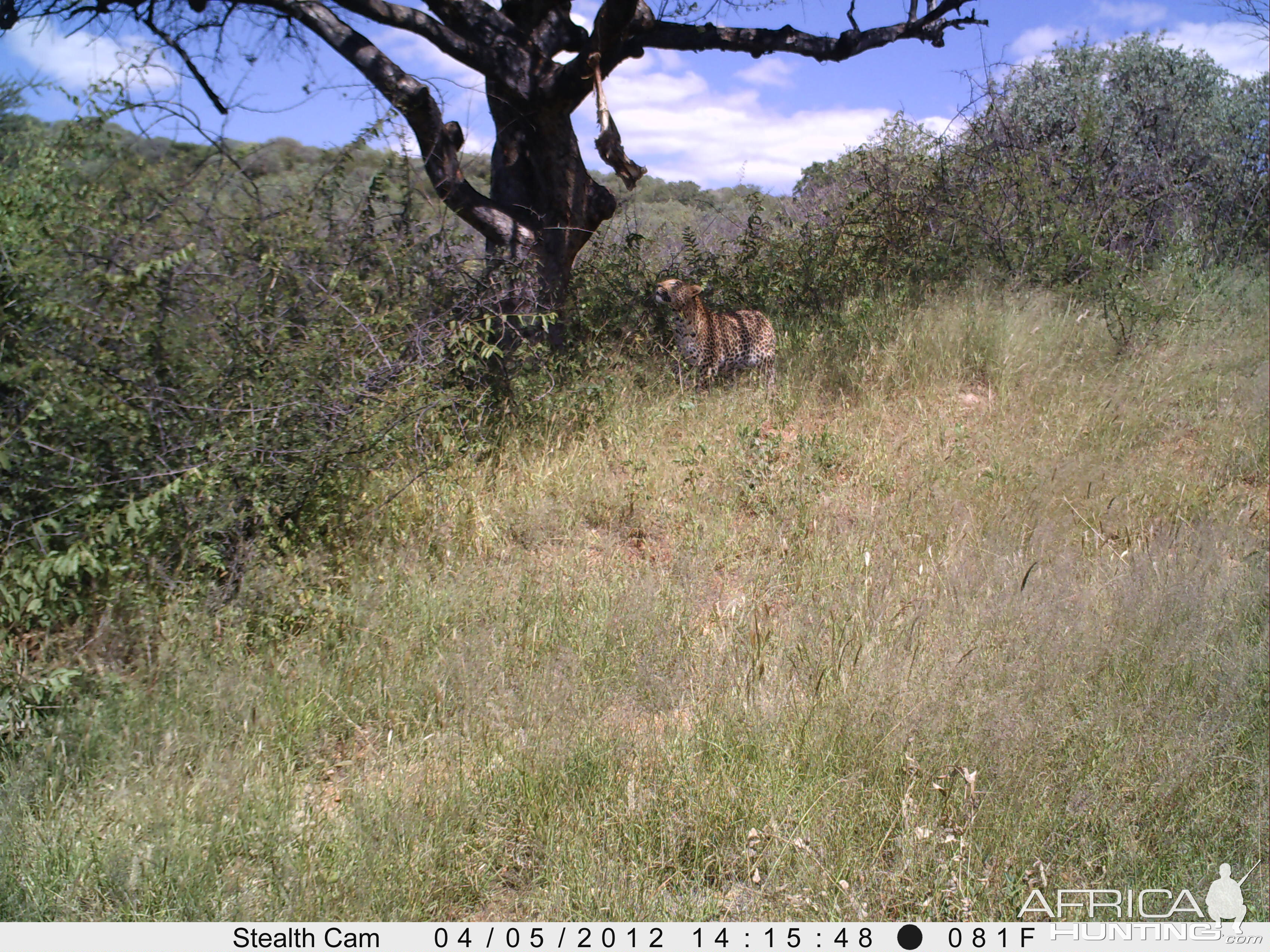 Leopard Namibia