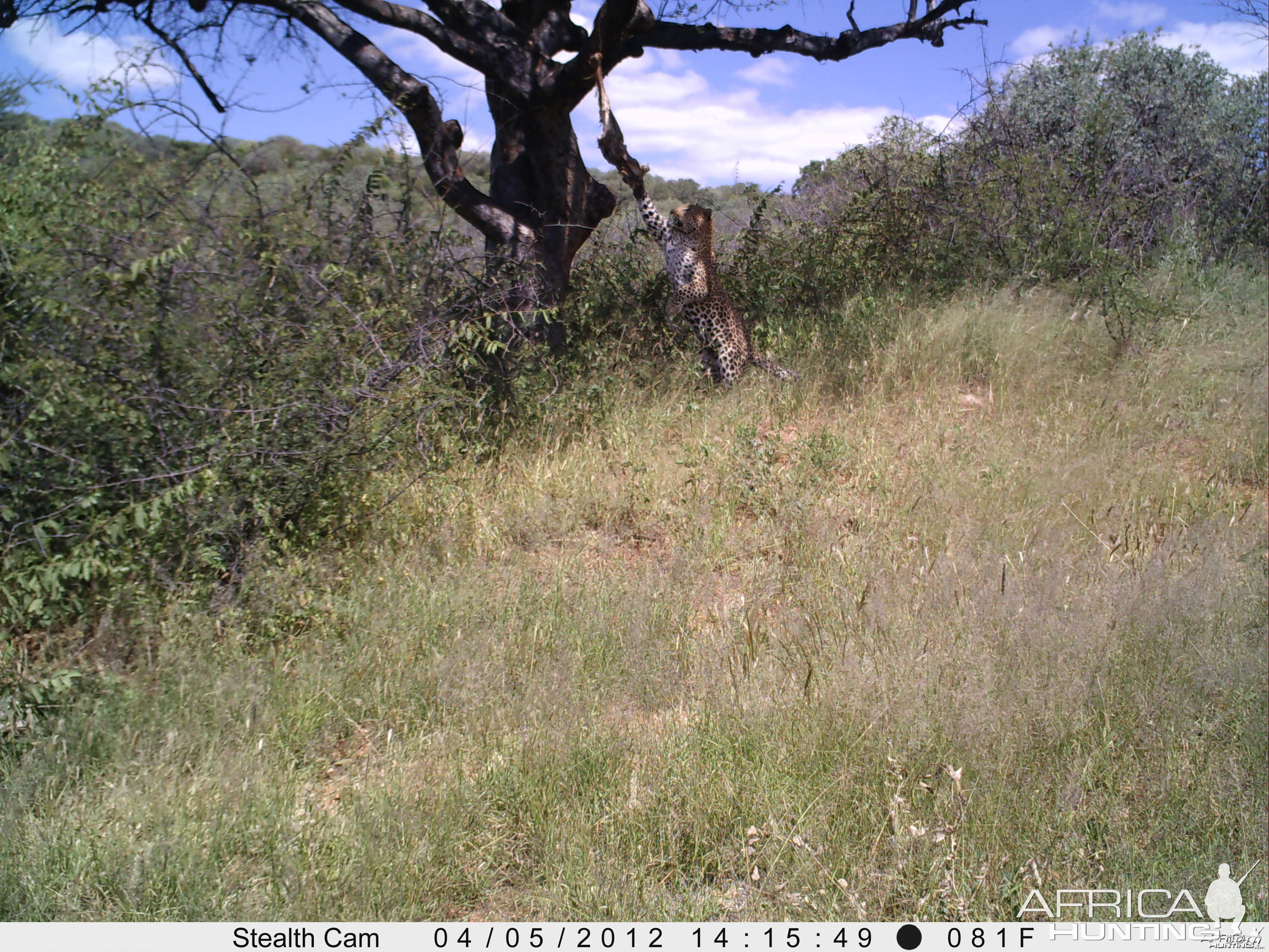 Leopard Namibia