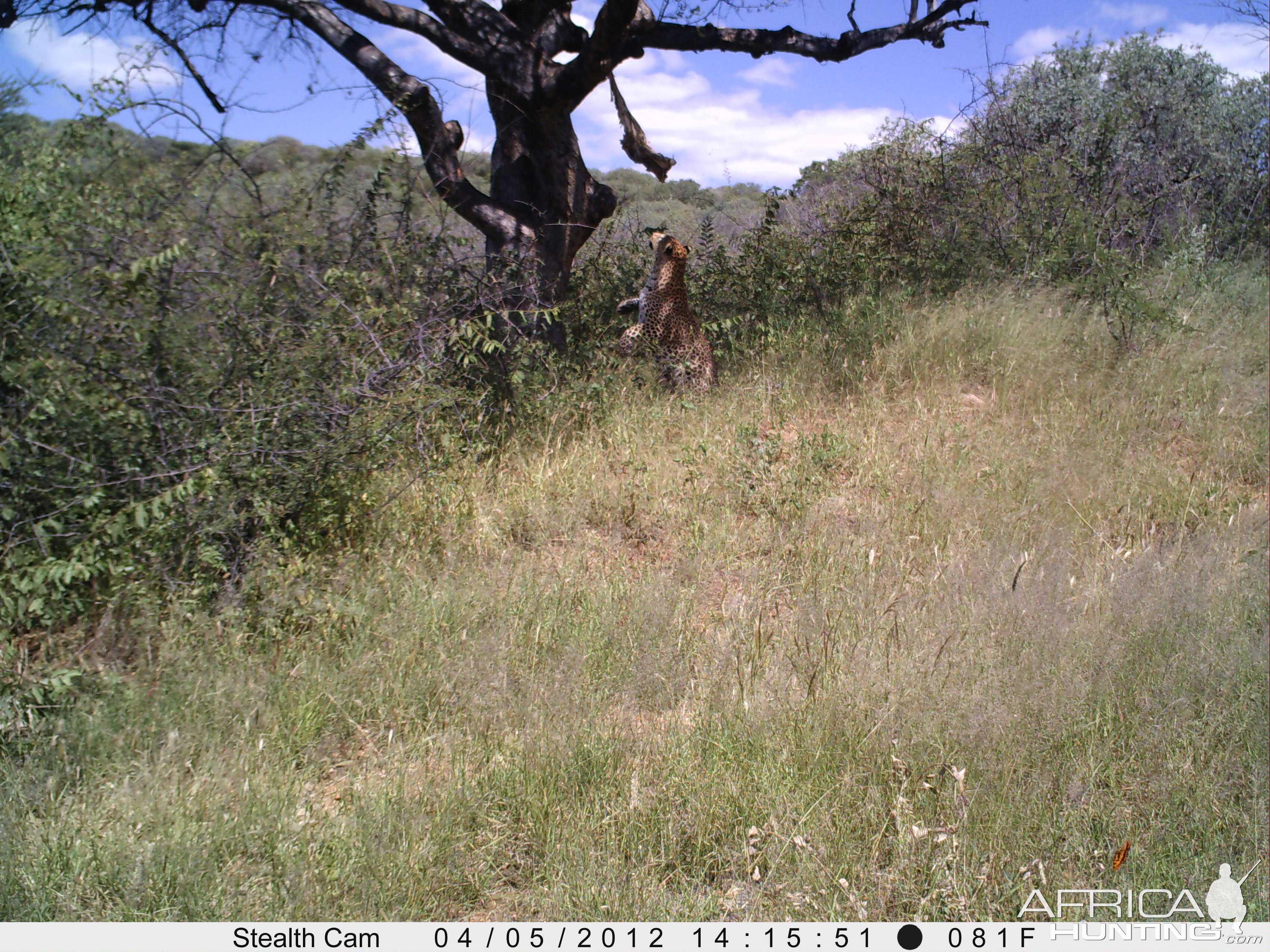 Leopard Namibia