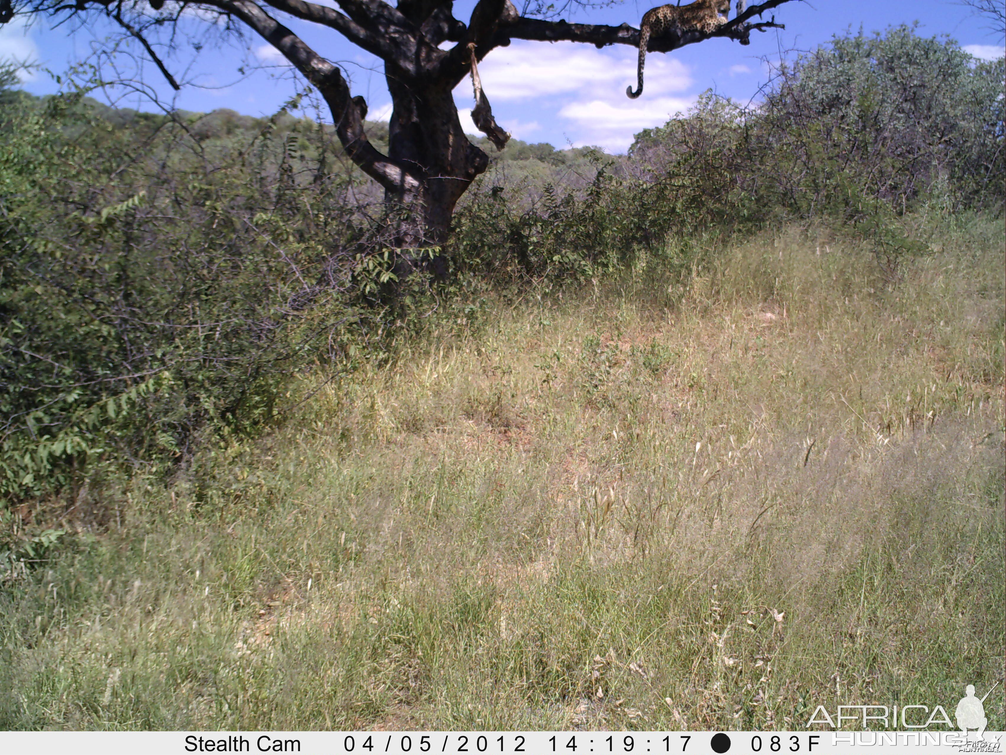 Leopard Namibia