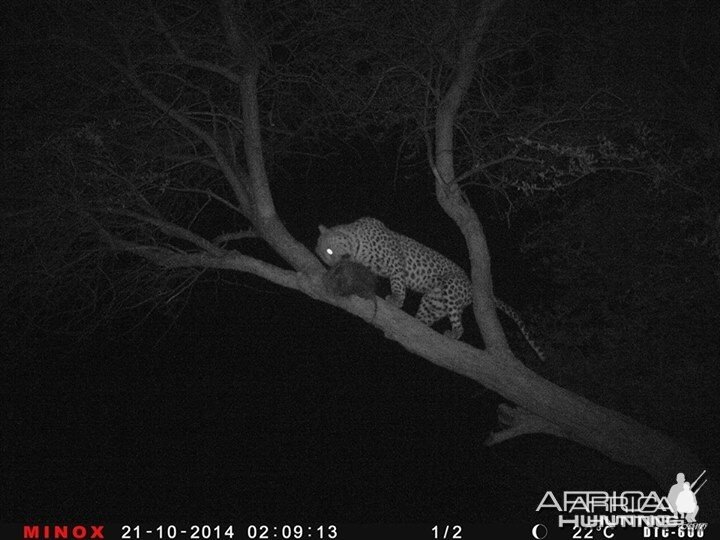 Leopard Namibia