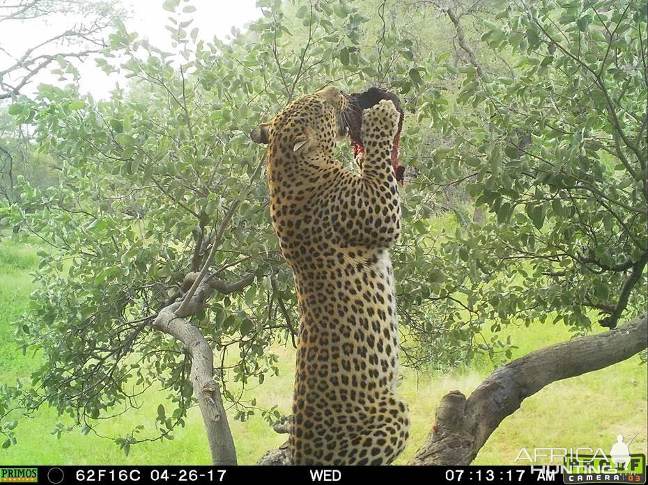 Leopard Namibia