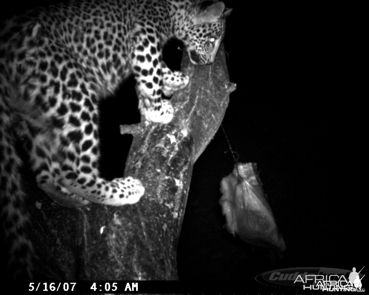 Leopard on Bait at Ozondjahe Safaris Namibia