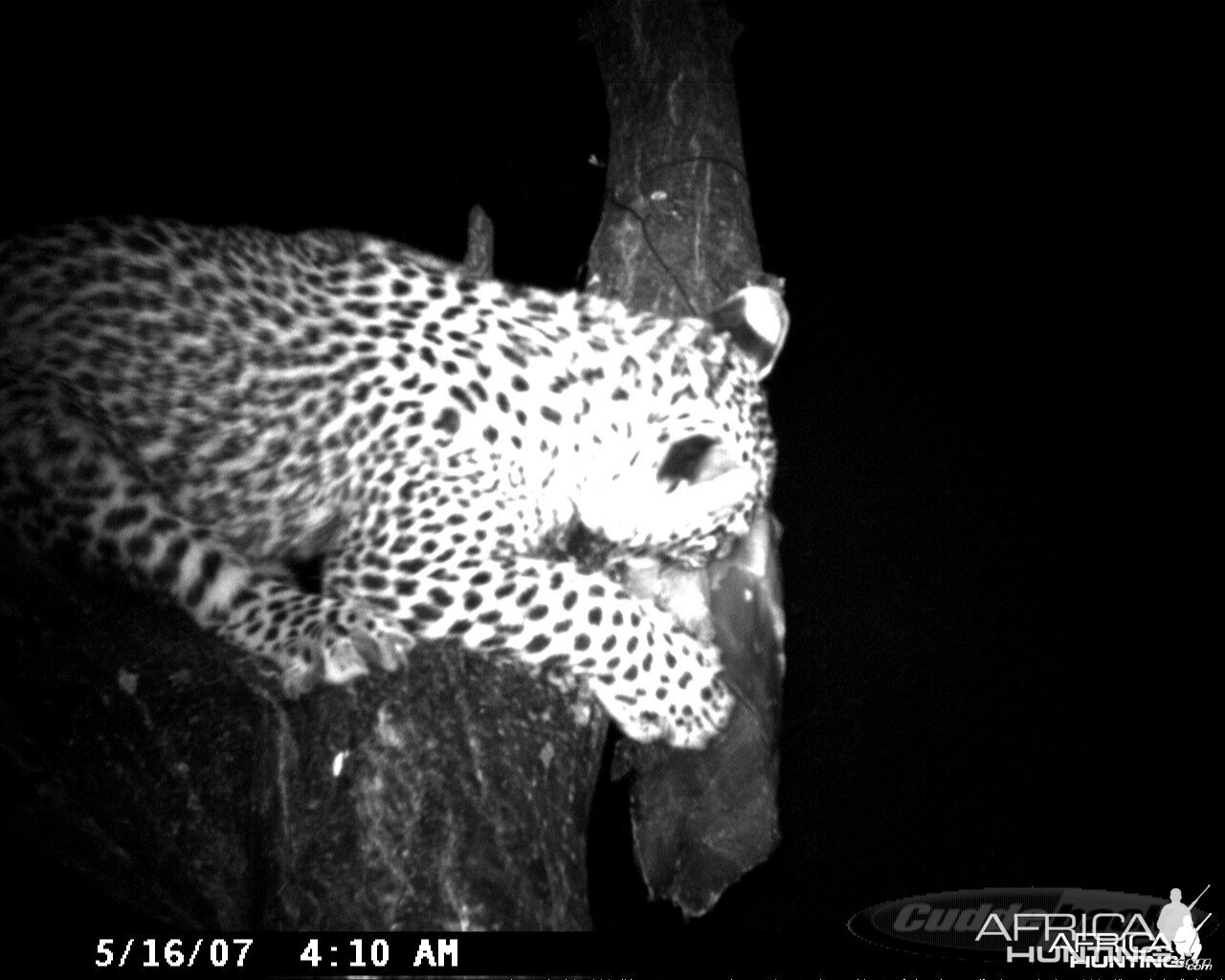 Leopard on Bait at Ozondjahe Safaris Namibia