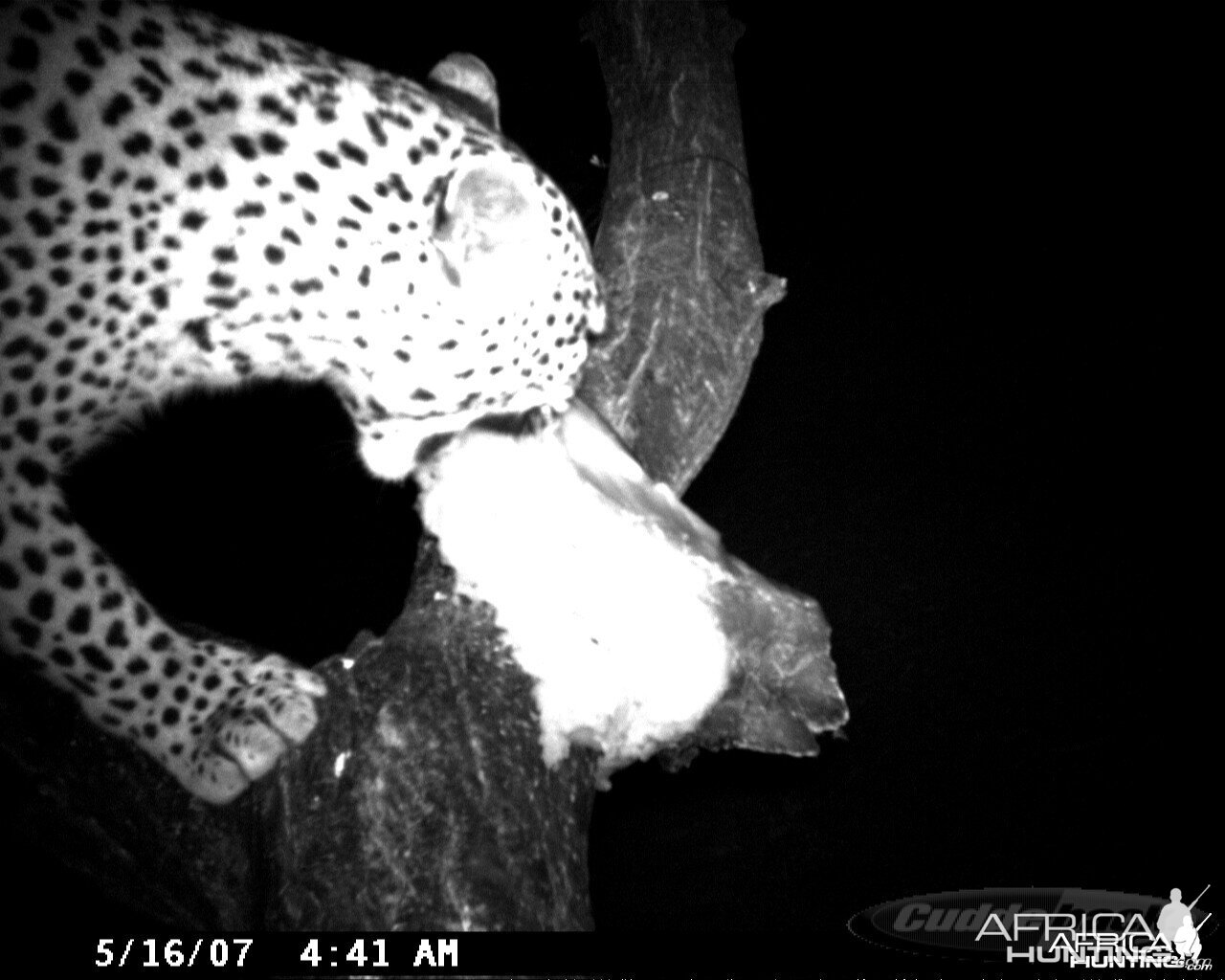 Leopard on Bait at Ozondjahe Safaris Namibia