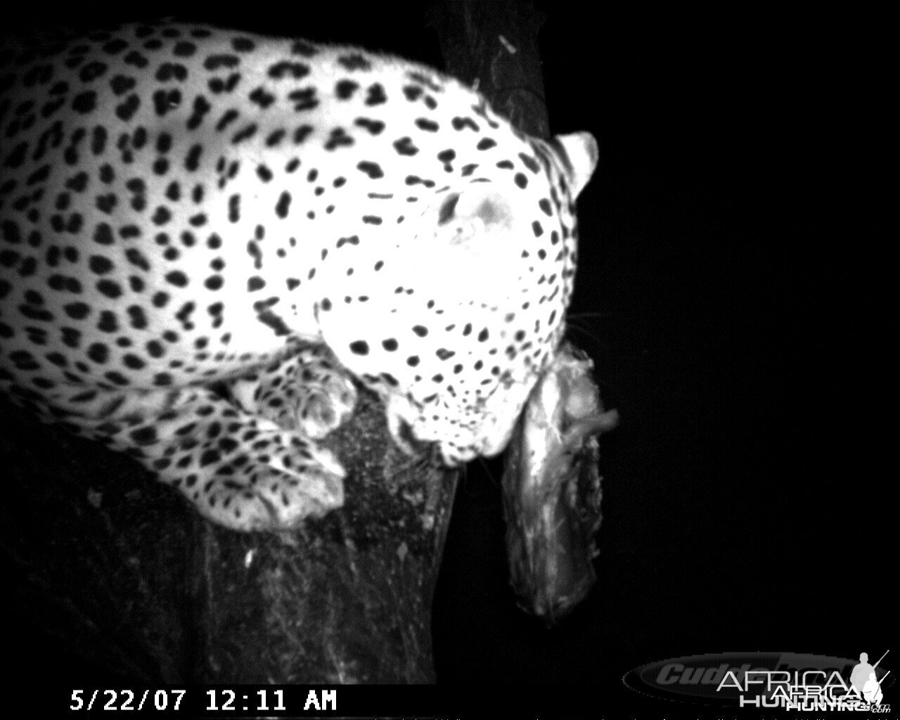 Leopard on Bait at Ozondjahe Safaris Namibia