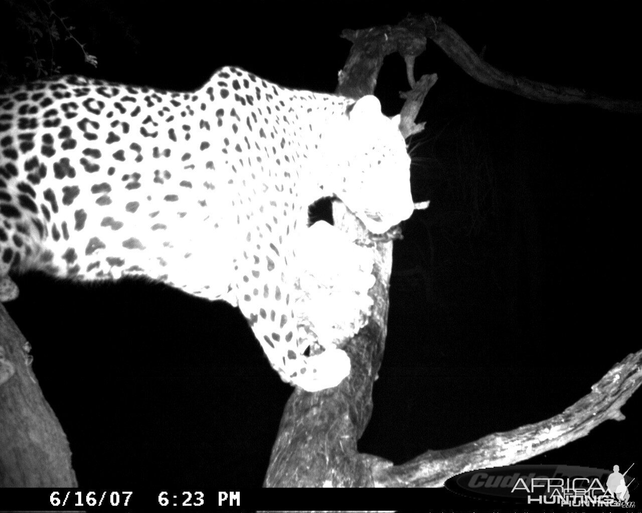 Leopard on Bait at Ozondjahe Safaris Namibia