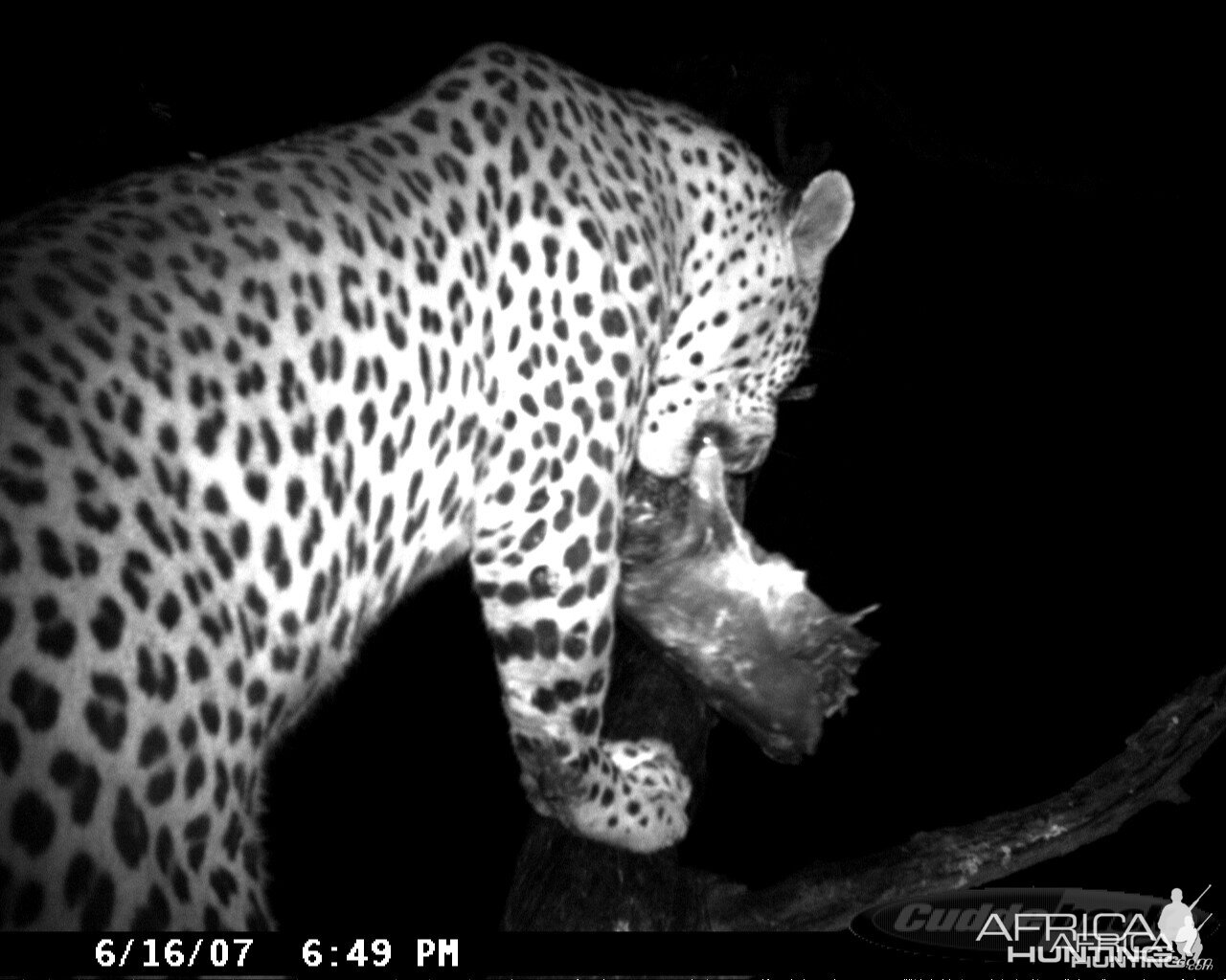 Leopard on Bait at Ozondjahe Safaris Namibia