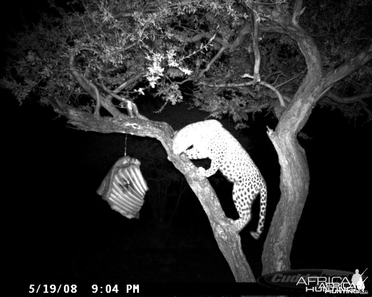 Leopard on Bait at Ozondjahe Safaris Namibia