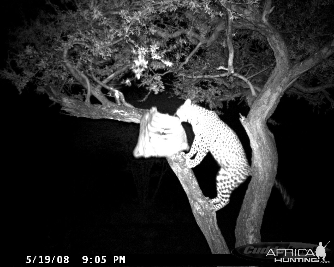 Leopard on Bait at Ozondjahe Safaris Namibia