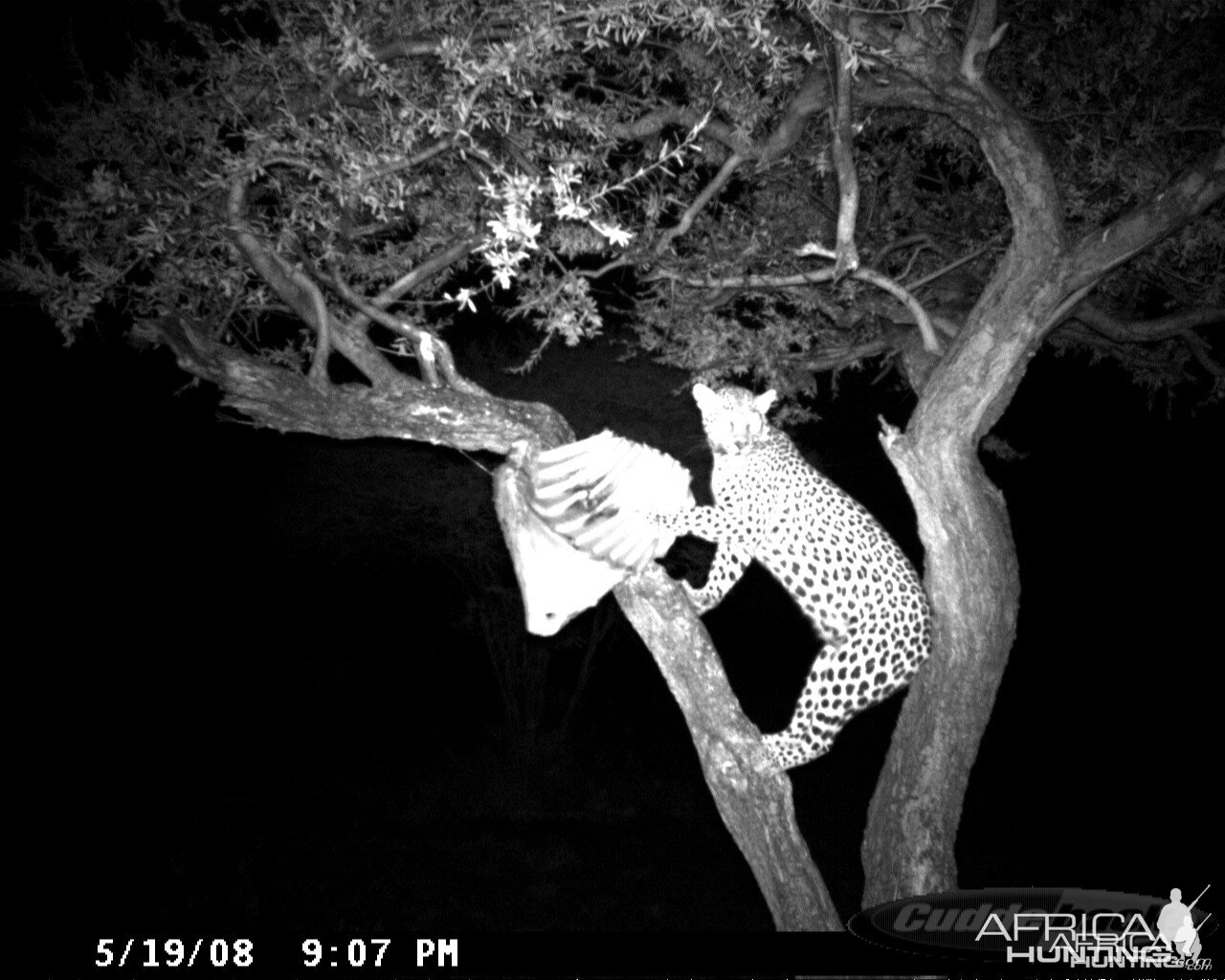 Leopard on Bait at Ozondjahe Safaris Namibia