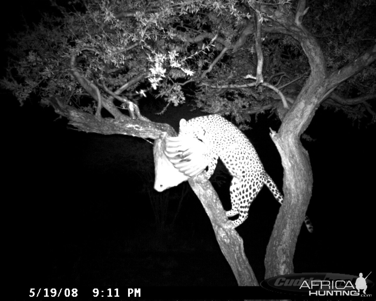 Leopard on Bait at Ozondjahe Safaris Namibia