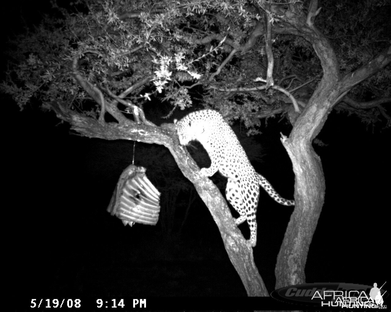 Leopard on Bait at Ozondjahe Safaris Namibia