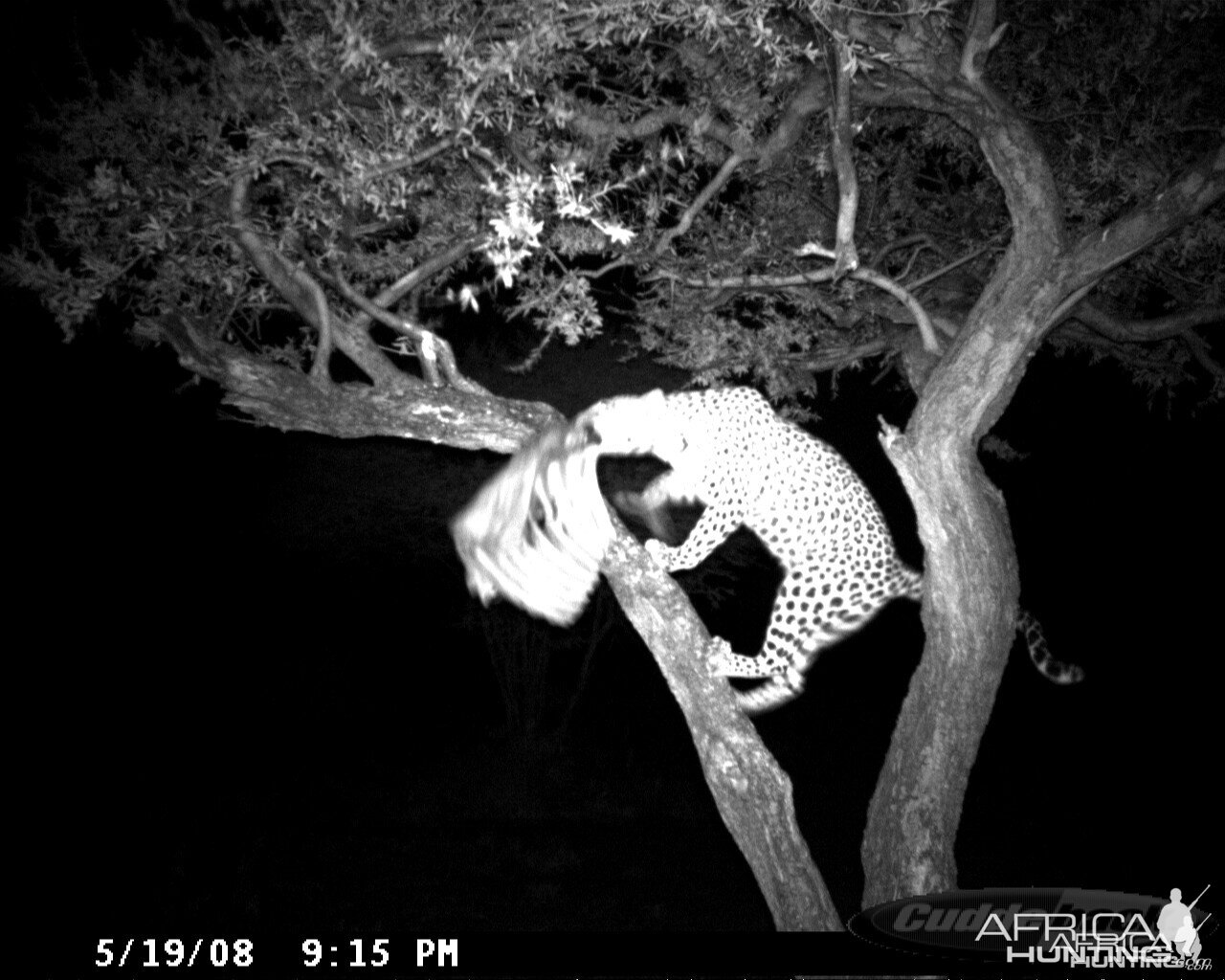 Leopard on Bait at Ozondjahe Safaris Namibia