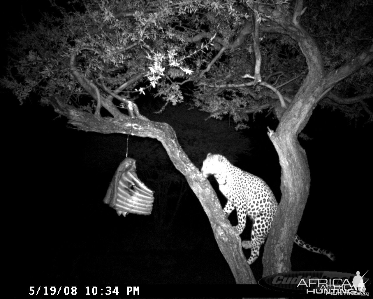 Leopard on Bait at Ozondjahe Safaris Namibia