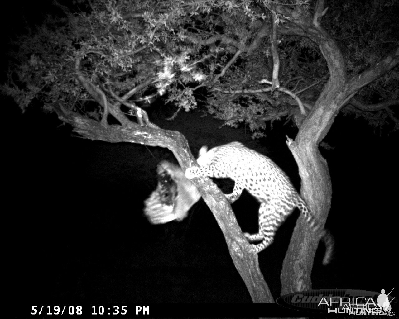 Leopard on Bait at Ozondjahe Safaris Namibia