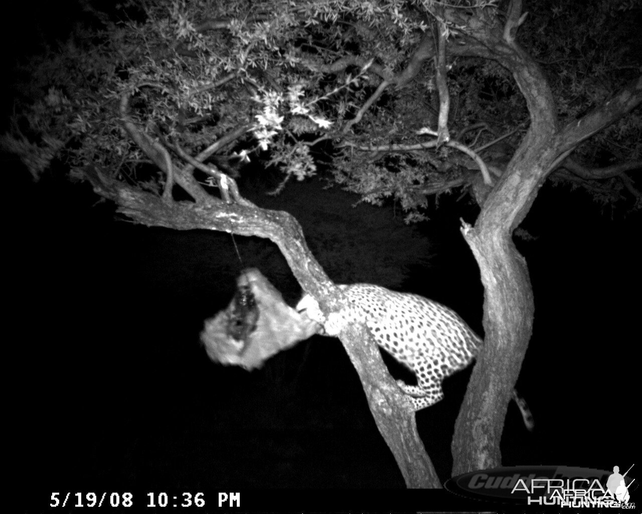 Leopard on Bait at Ozondjahe Safaris Namibia