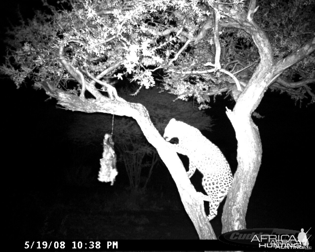 Leopard on Bait at Ozondjahe Safaris Namibia