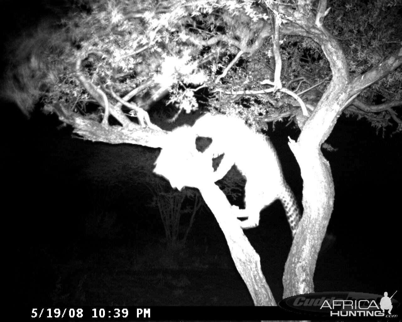 Leopard on Bait at Ozondjahe Safaris Namibia