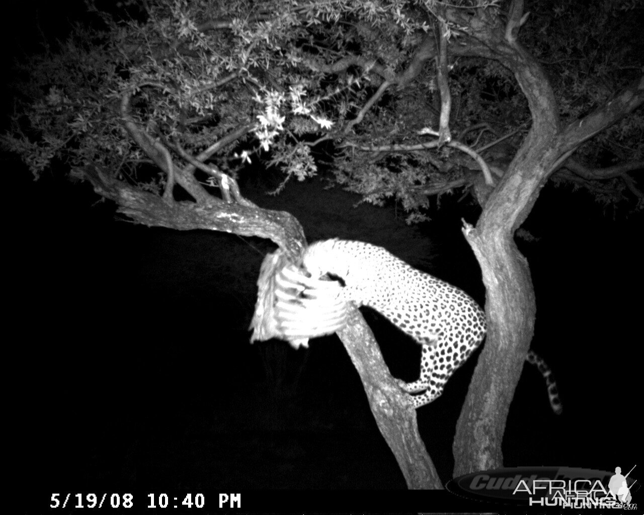 Leopard on Bait at Ozondjahe Safaris Namibia