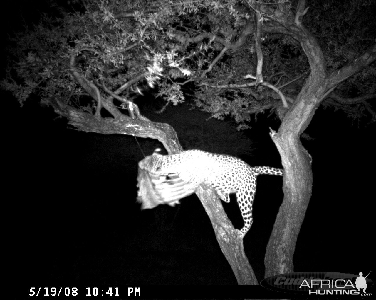 Leopard on Bait at Ozondjahe Safaris Namibia