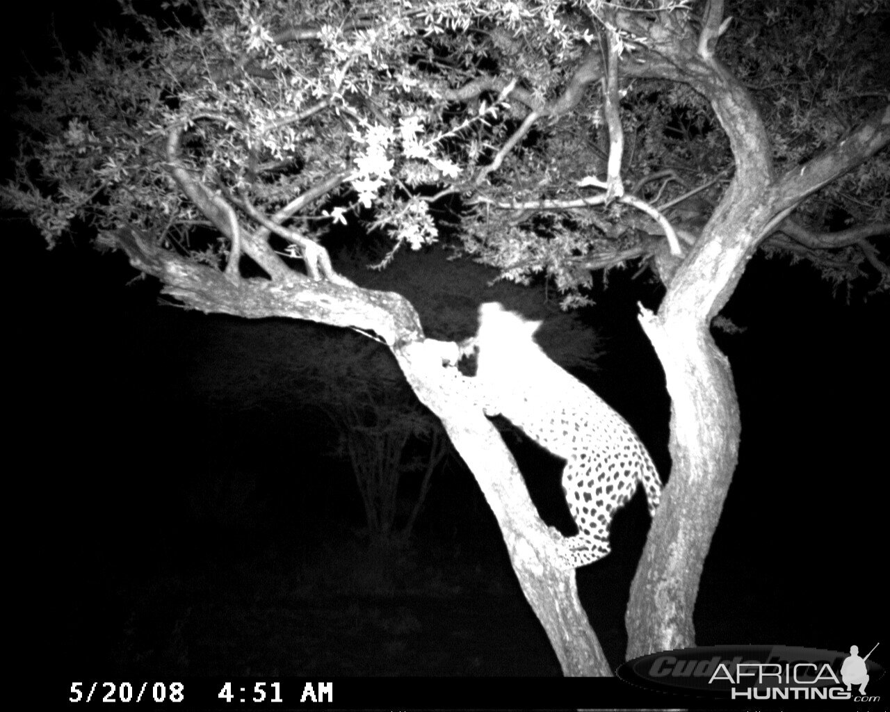 Leopard on Bait at Ozondjahe Safaris Namibia