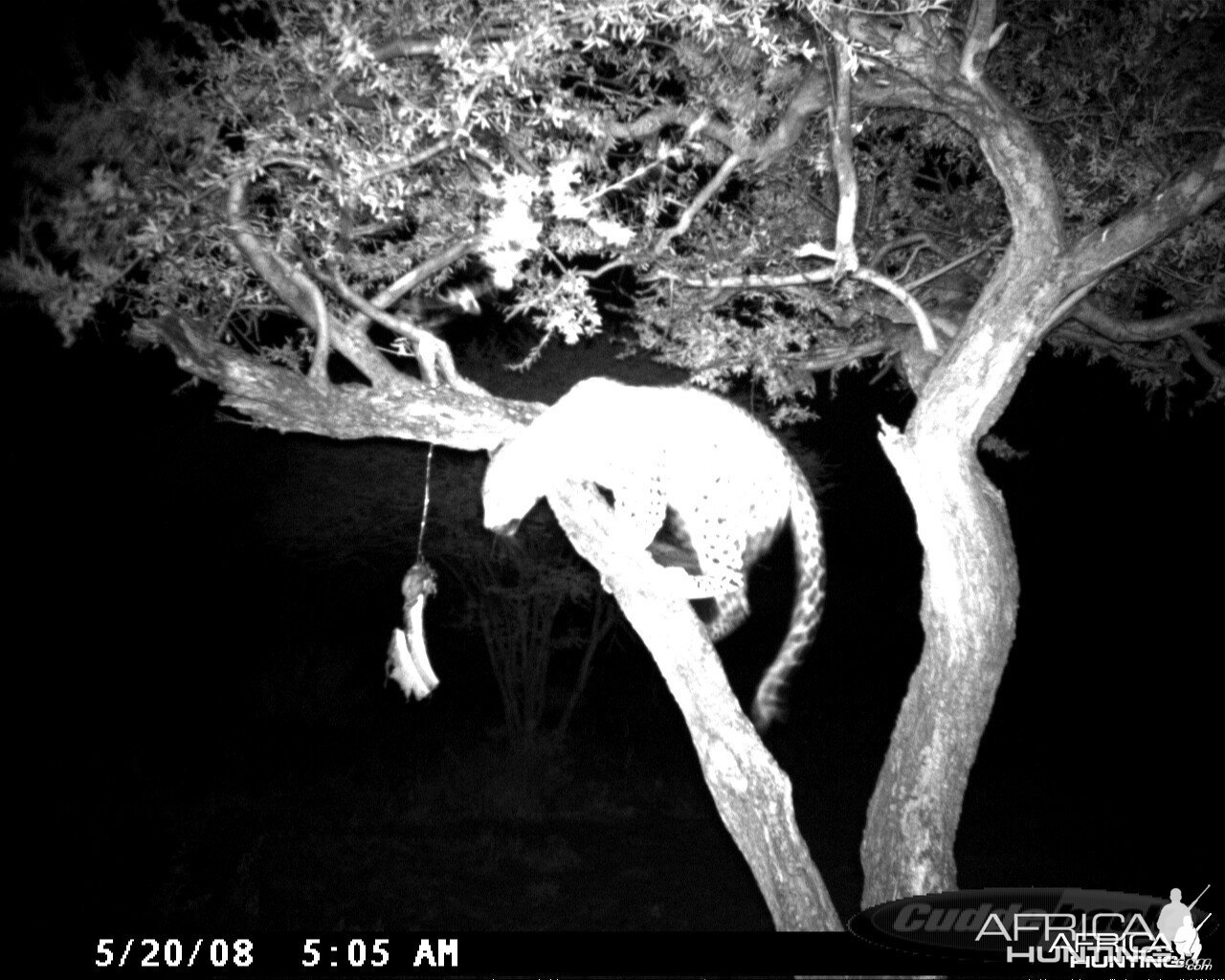 Leopard on Bait at Ozondjahe Safaris Namibia