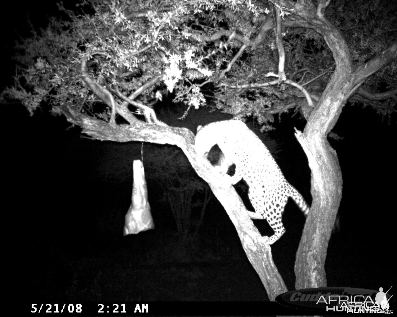 Leopard on Bait at Ozondjahe Safaris Namibia