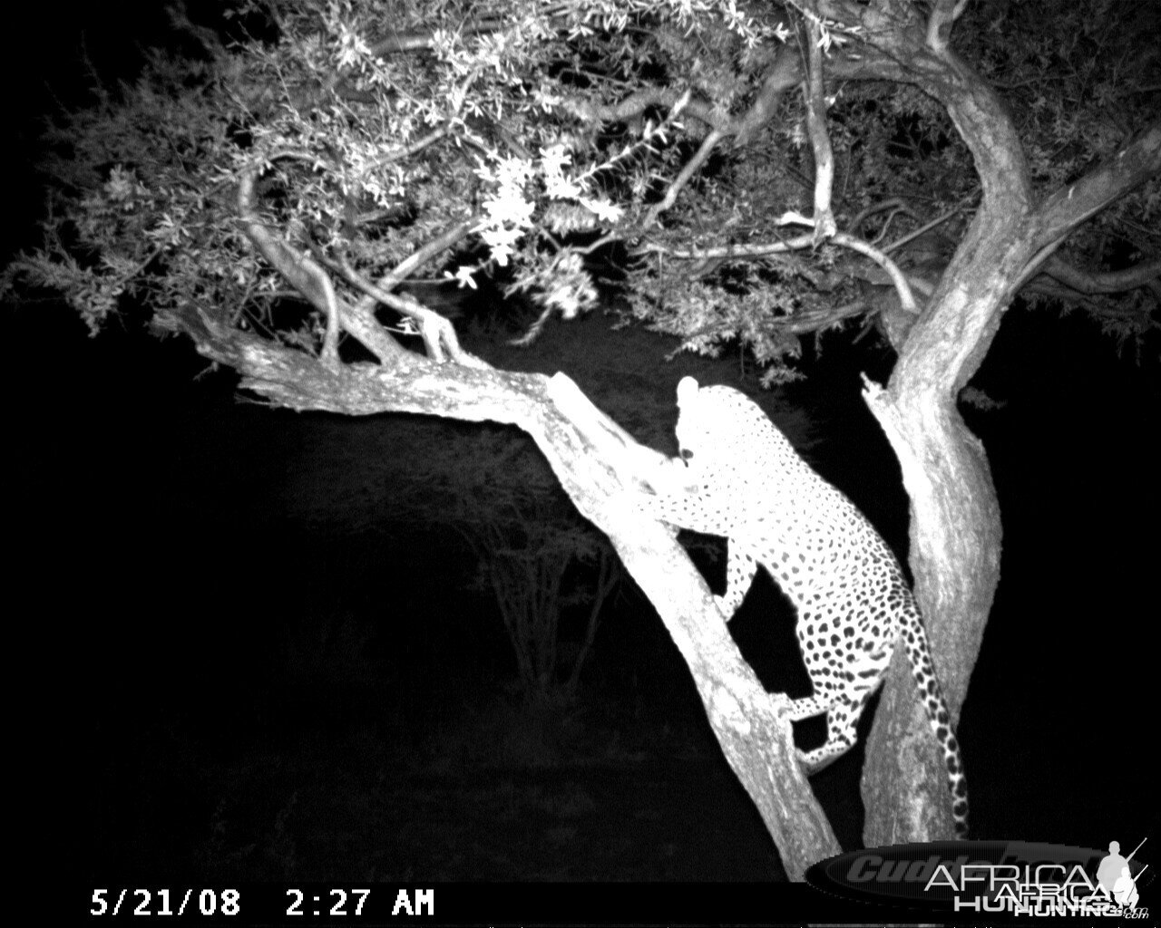 Leopard on Bait at Ozondjahe Safaris Namibia