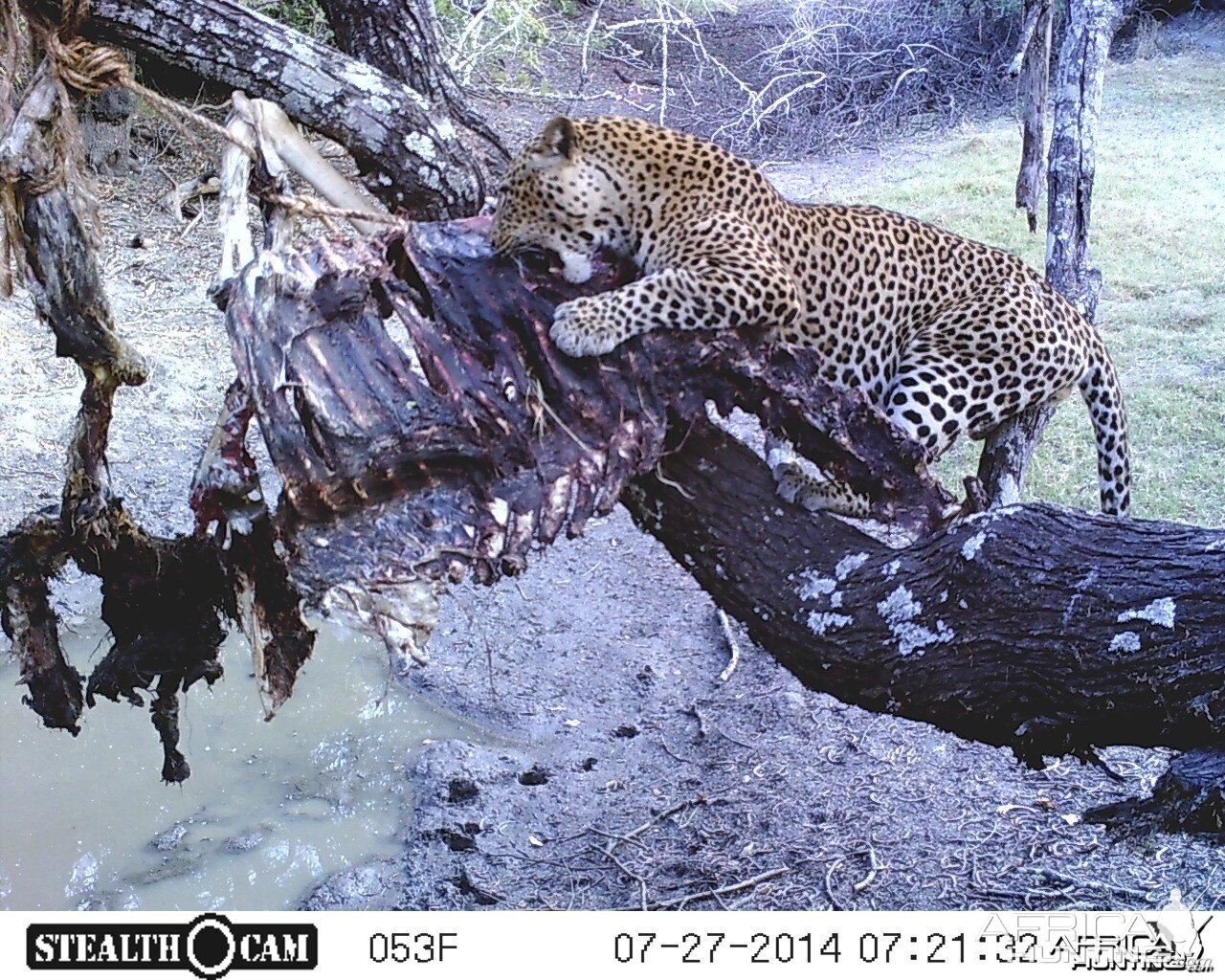 Leopard on bait Hunting Tanzania