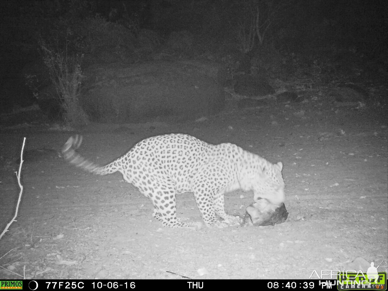 Leopard on bait in Namibia