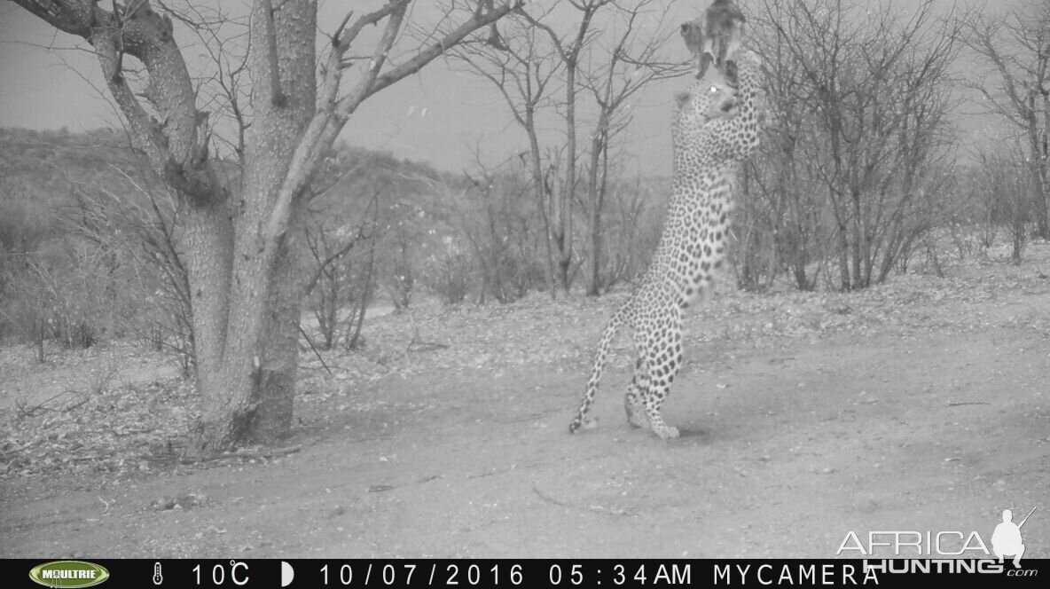 Leopard on bait in Namibia