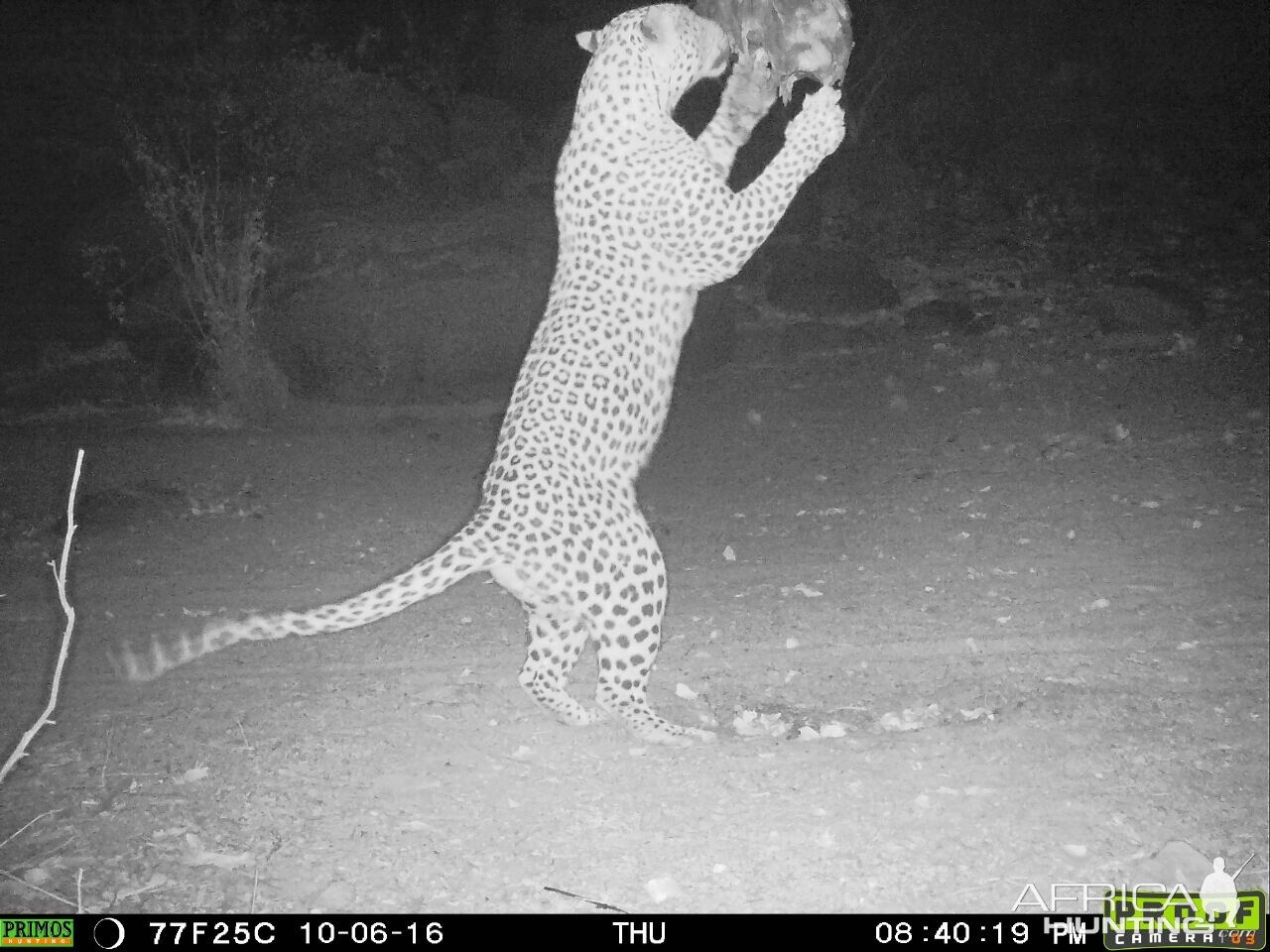 Leopard on bait in Namibia