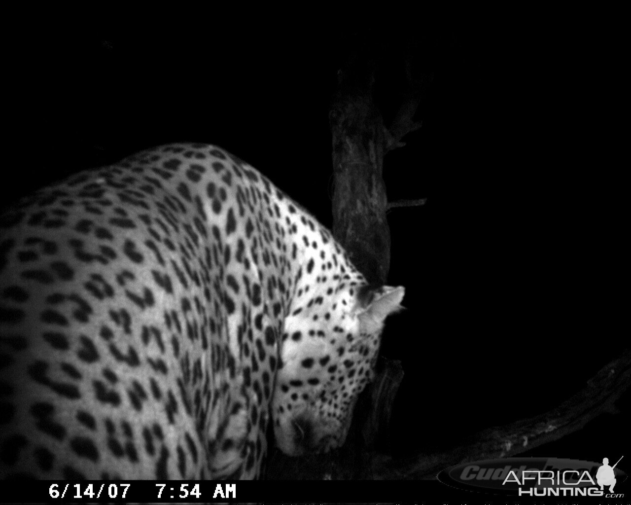 Leopard on Bait in Namibia