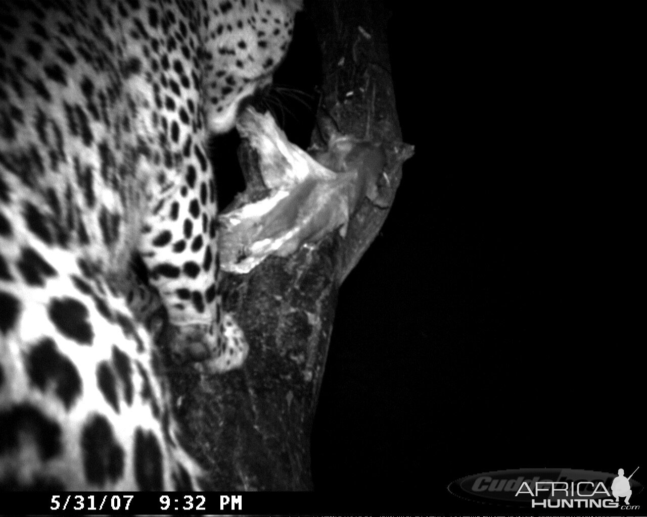 Leopard on Bait in Namibia