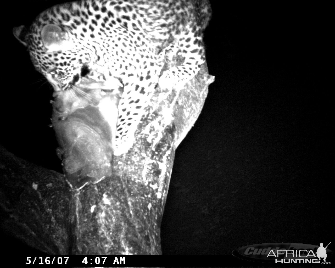 Leopard on Bait in Namibia