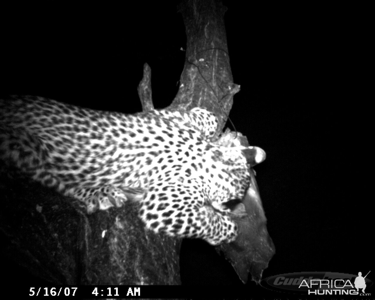 Leopard on Bait in Namibia