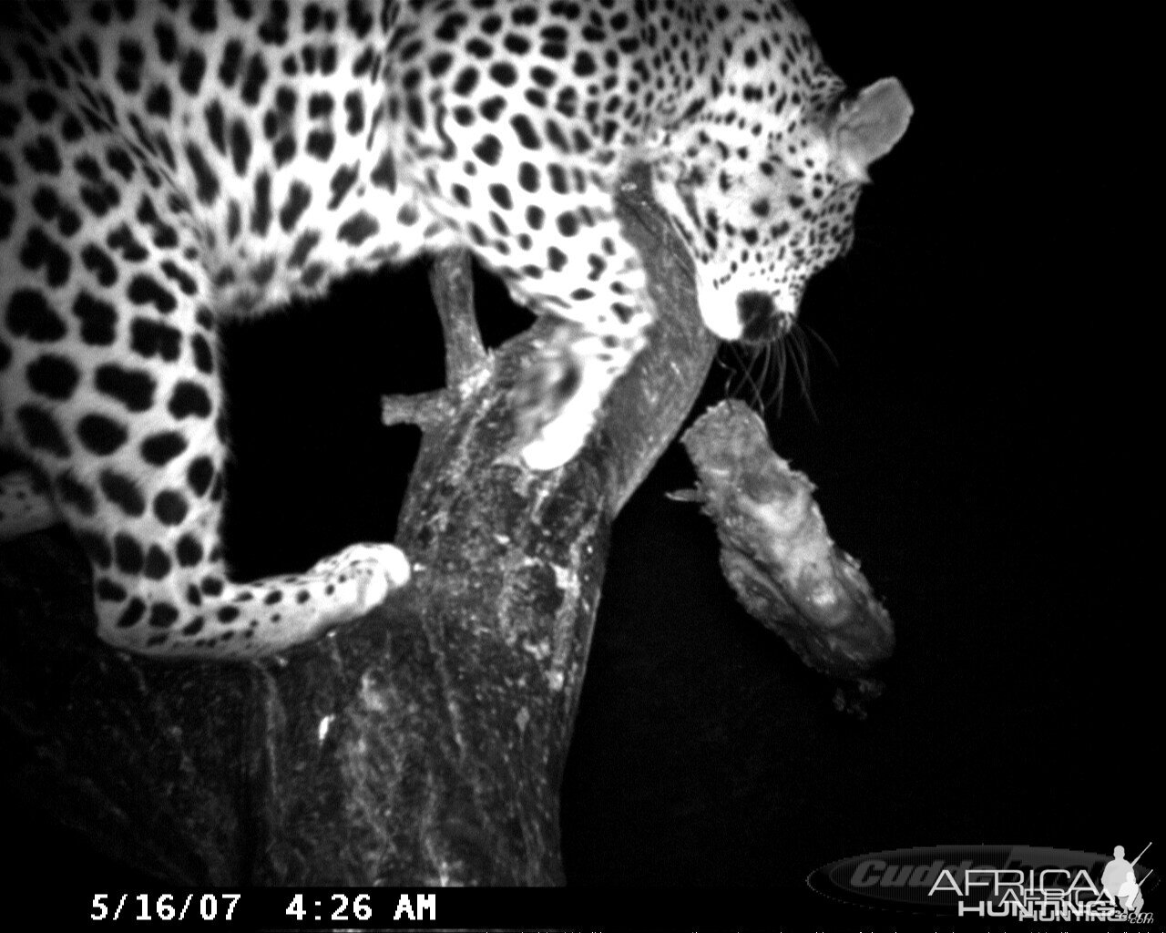 Leopard on Bait in Namibia