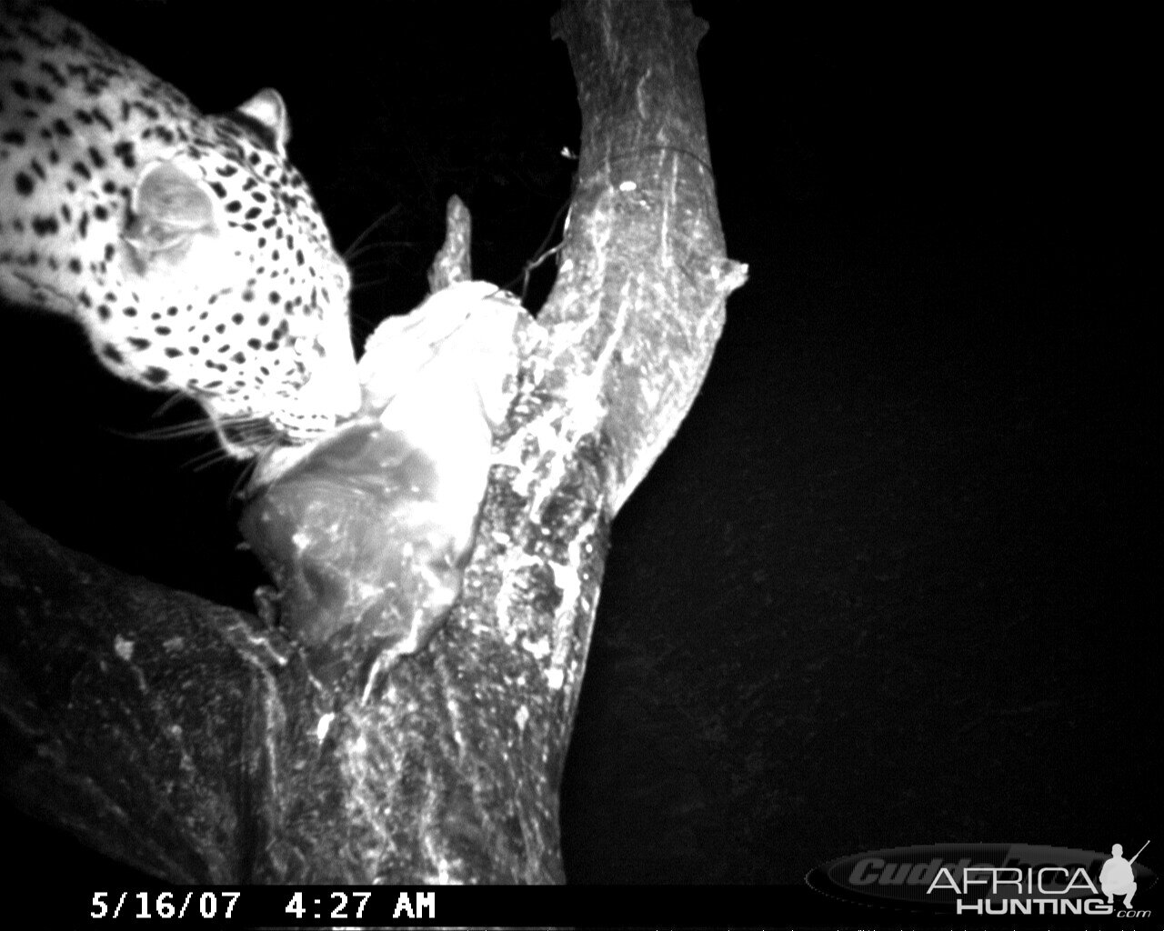 Leopard on Bait in Namibia