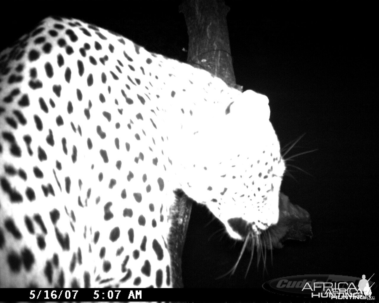 Leopard on Bait in Namibia